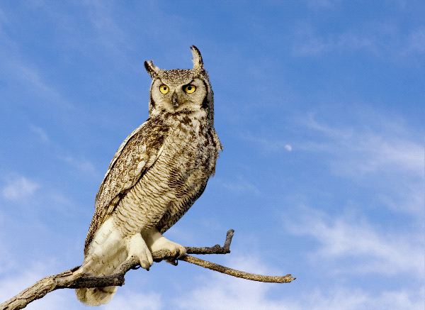 Great Horned Owl In Blue Sky Background