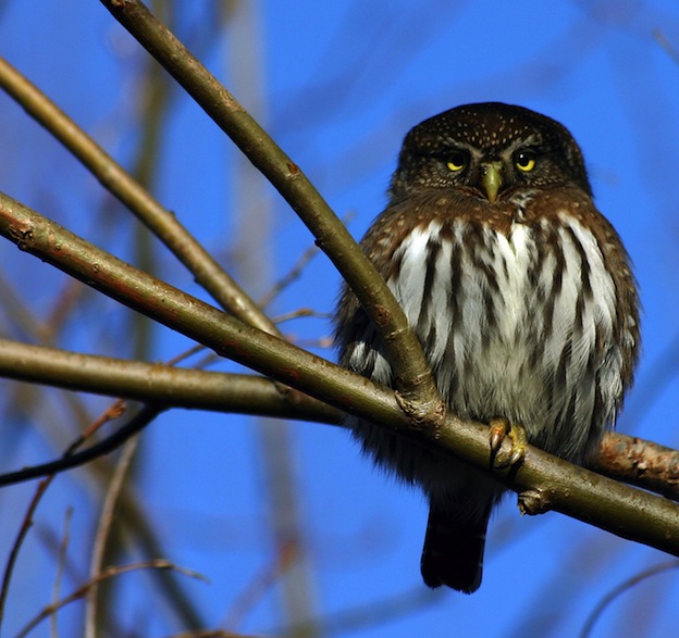 Northern Pygmy Owl characteristics