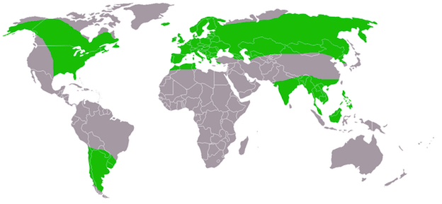 Distribución geográfica de los búhos