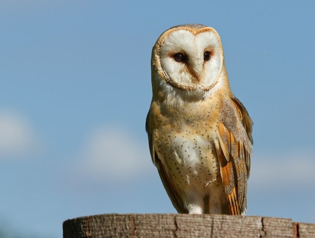 White Owl, Silver Owl or Demon Owl