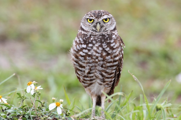 Information about the Burrowing Owl
