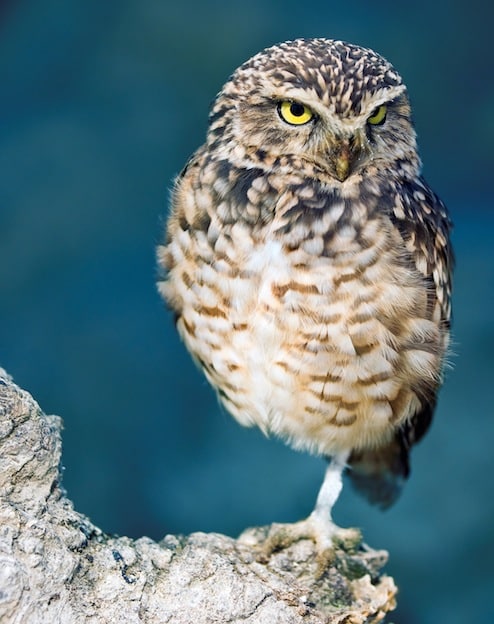 Burrowing Owl characteristics