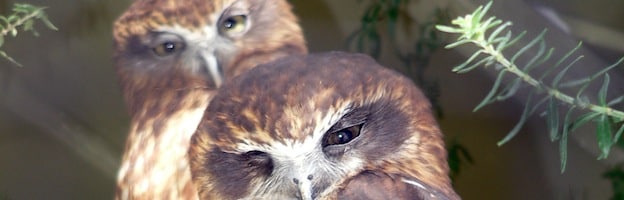 Extinct Owl Species