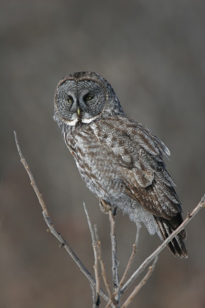 Great Gray Owl or Cinereous Owl