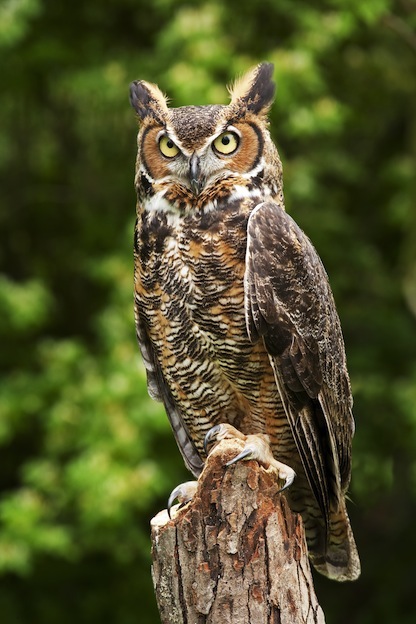 Information about the Great Horned Owl