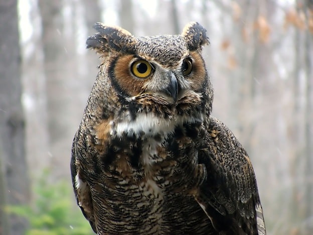 Great Horned Owl characteristics