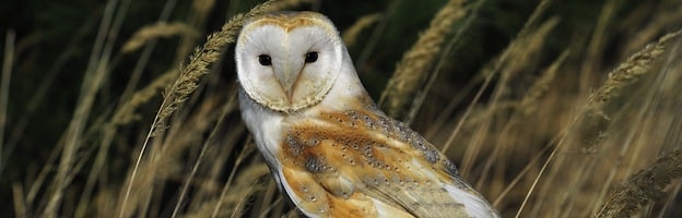 Owl Habitat