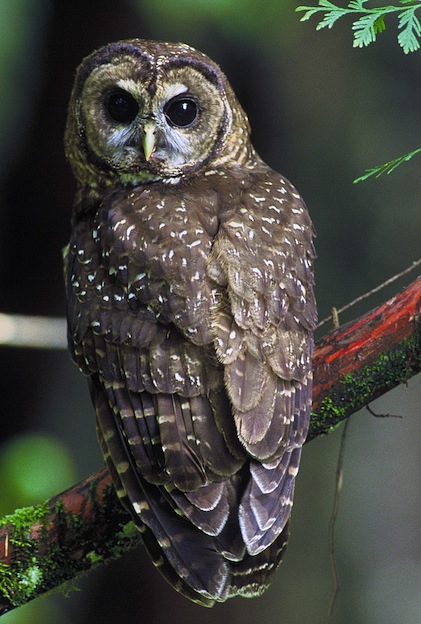 Northern Spotted Owl Characteristics