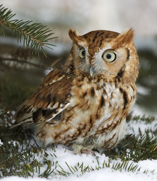 Screech-owl Characteristics