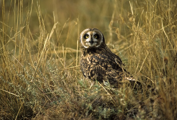 Short eared owl in tall grass