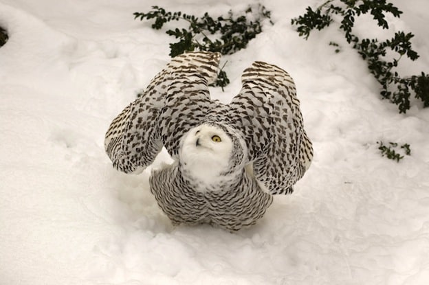 Snowy Owl - A large owl