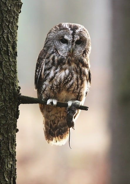 Tawny Owl or Brown Owl