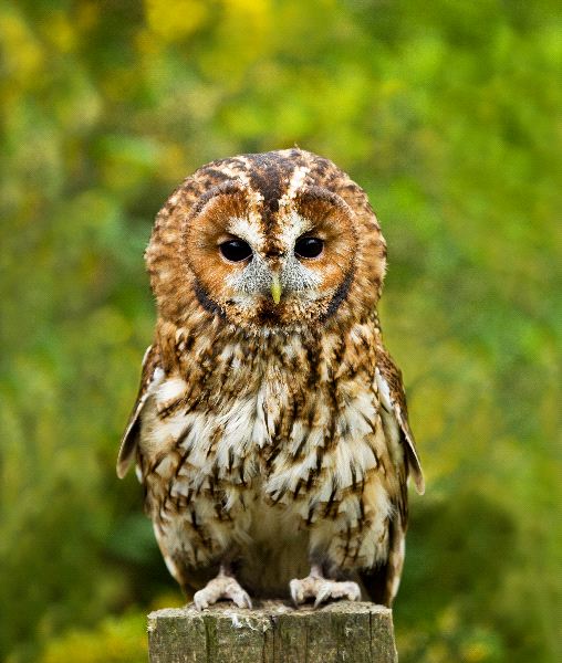 The Highly Territorial Tawny Owl