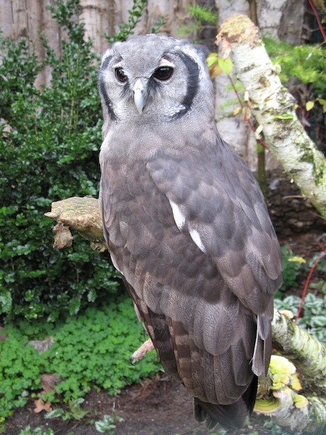Milky Eagle Owl or Giant Eagle Owl