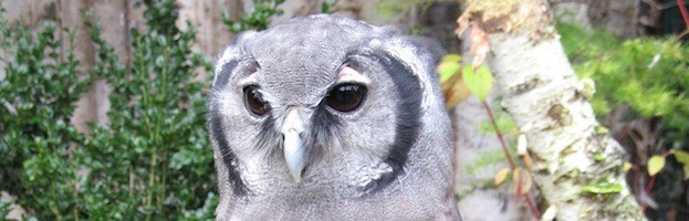 Verreaux’s Eagle-Owl