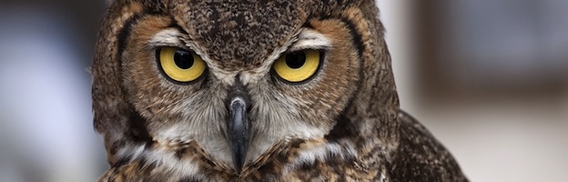 Owls Conservation Efforts