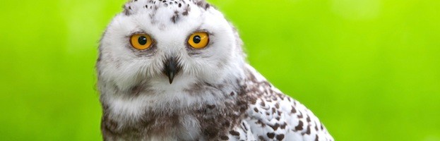 Owls in Popular Culture