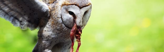 Owl Feeding