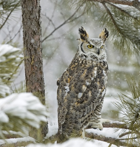 Owl Natural Habitat