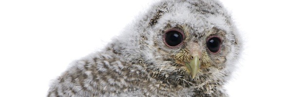 Owl Reproduction