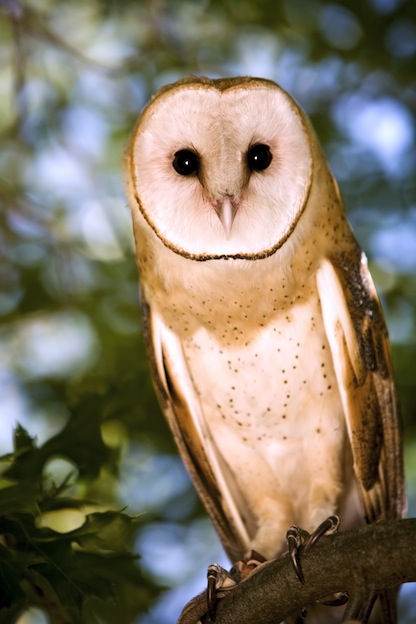 Owl Species and Subspecies