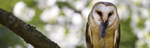 Owl Videos Owl Facts And Information